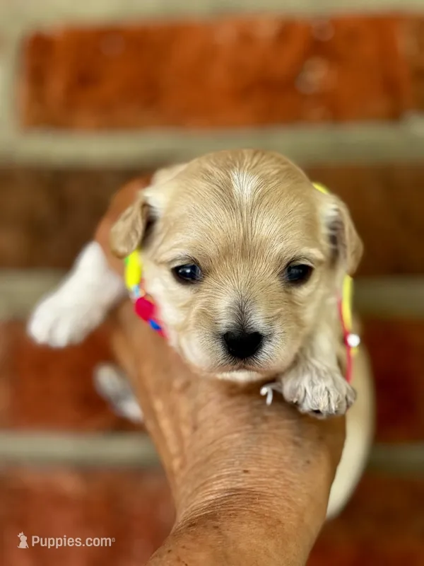 TULIP – Maltipoo, Poodle - Toy  puppy for sale in Greensboro, NC