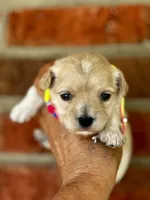 TULIP, a female Maltipoo and Poodle - Toy  for sale in Greensboro, NC – Photo 5 of 7