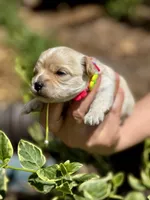 TULIP, a female Maltipoo and Poodle - Toy  for sale in Greensboro, NC – Photo 3 of 7