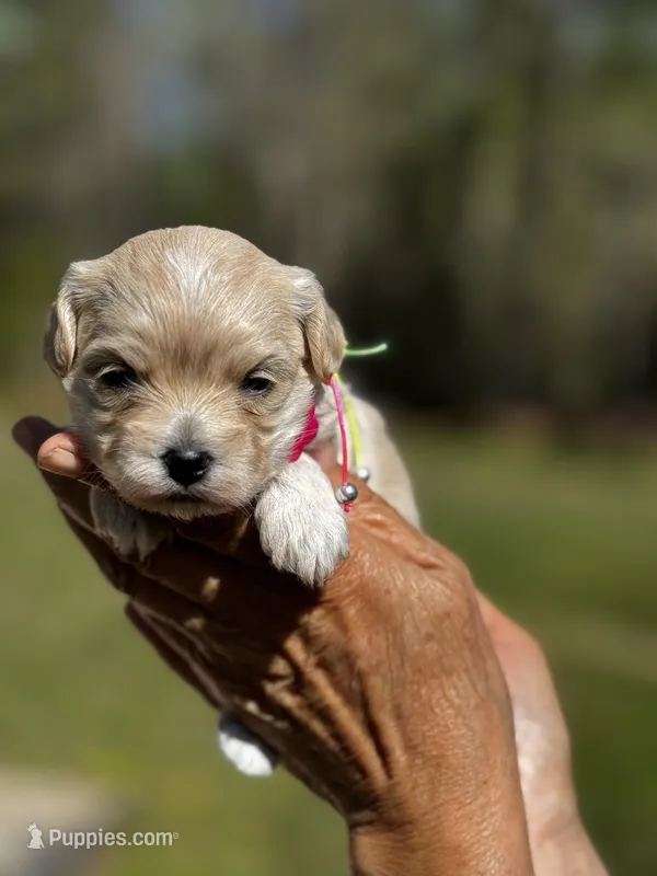 TULIP – Maltipoo, Poodle - Toy  puppy for sale in Greensboro, NC