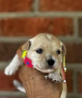 TULIP, a female Maltipoo and Poodle - Toy  for sale in Greensboro, NC – Photo 4 of 7