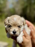 TULIP - Korean Maltipoo girl, a female Maltipoo and Poodle - Toy  for sale in Greensboro, NC – Photo 5 of 9