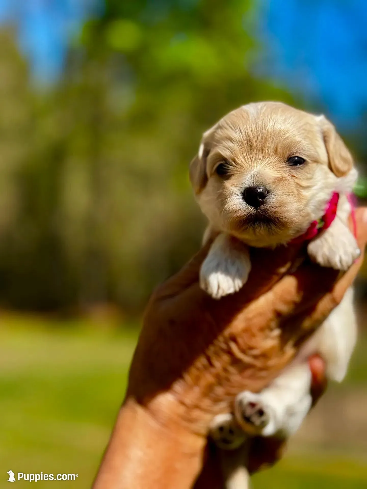 TULIP - Korean Maltipoo girl, a female Maltipoo and Poodle - Toy  for sale in Greensboro, NC – Photo 4 of 9