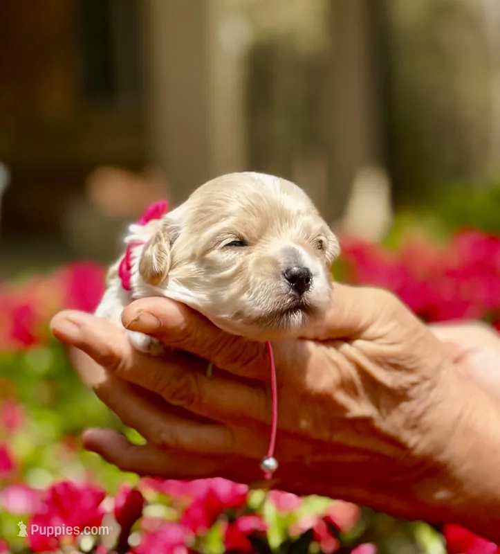 TULIP – Maltipoo, Poodle - Toy  puppy for sale in Greensboro, NC