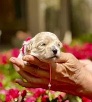 TULIP, a female Maltipoo and Poodle - Toy  for sale in Greensboro, NC – Photo 1 of 7