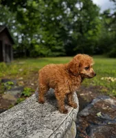 Goldie Teddy Lee, a male Poodle - Toy  for sale in Greensboro, NC – 4 of 5