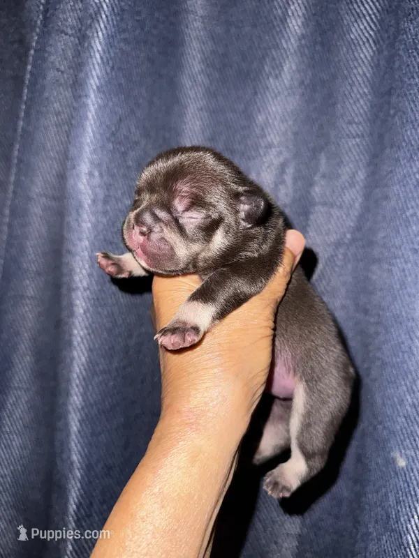 Millie – French Bulldog puppy for sale in Greensboro, NC