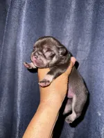 Millie, a female French Bulldog for sale in Greensboro, NC – 4 of 8