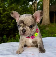 Mochi, a female French Bulldog for sale in Greensboro, NC – 3 of 10