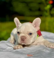 Chilly, a male French Bulldog for sale in Greensboro, NC – 7 of 9