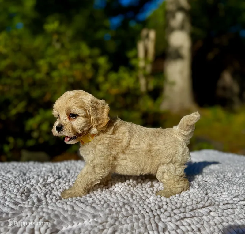 London-Korean Maltipoo – Maltipoo puppy for sale in Greensboro, NC