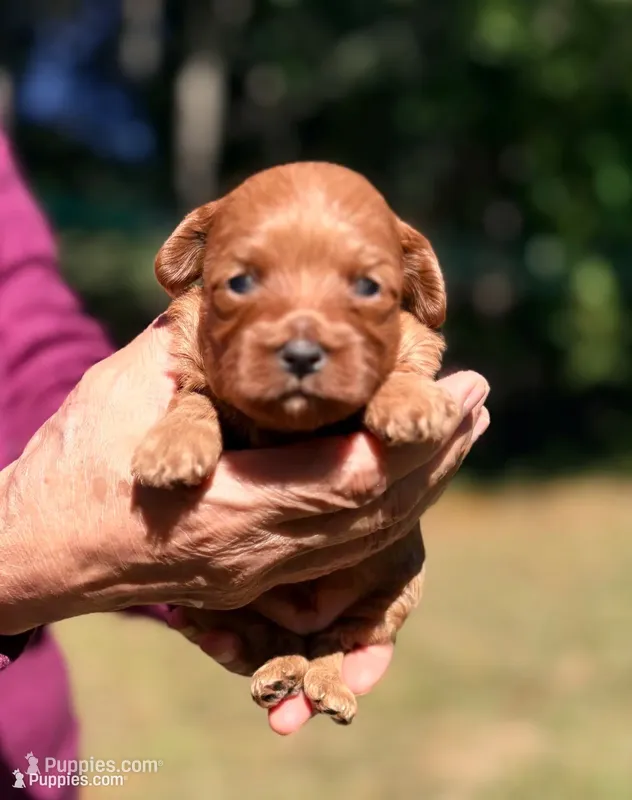 Korean toy Maltipoo - Autumn – Maltipoo, Poodle - Toy  puppy for sale in Greensboro, NC