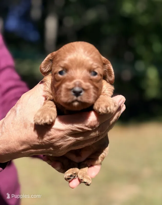 Korean toy Maltipoo - Autumn – Maltipoo, Poodle - Toy  puppy for sale in Greensboro, NC