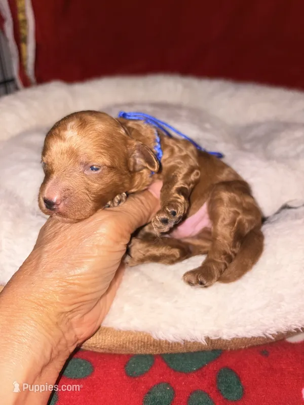 Archie-Korean toy  Maltipoo – Maltipoo, Poodle - Toy  puppy for sale in Greensboro, NC