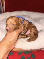 Archie-Korean toy Red Maltipoo, a male Maltipoo and Poodle - Toy  for sale in Greensboro, NC – 4 of 9