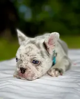 GOLF, a male French Bulldog for sale in Greensboro, NC – 3 of 8