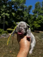 Moe, a male French Bulldog for sale in Greensboro, NC – 3 of 10