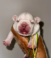 CHICO, a male French Bulldog for sale in Greensboro, NC – 3 of 7