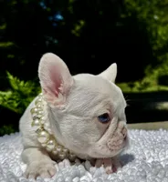 Gail, a female French Bulldog for sale in Greensboro, NC – 6 of 9