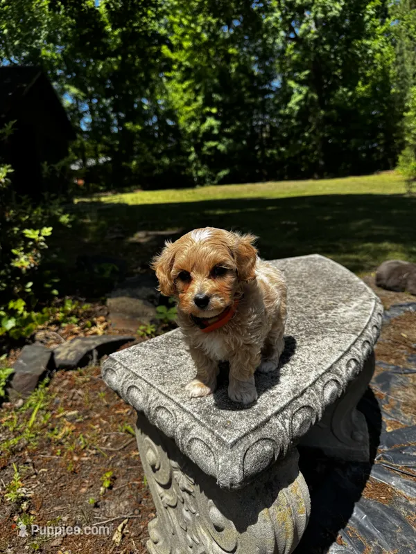 Chase-Korean Maltipoo – Maltipoo, Poodle - Toy  puppy for sale in Greensboro, NC