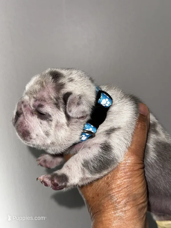 GOLF – French Bulldog puppy for sale in Greensboro, NC