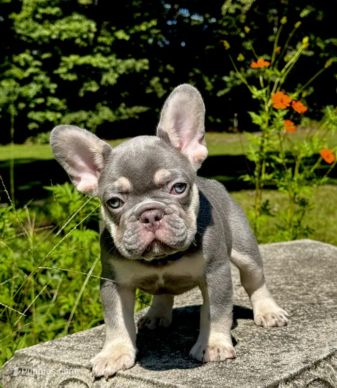 Duke – French Bulldog puppy for sale in Greensboro, NC