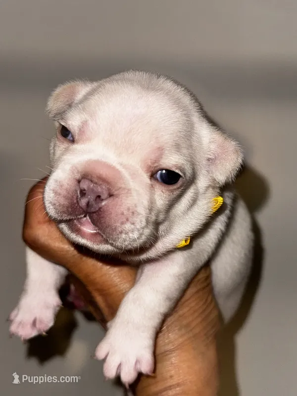 Chilly – French Bulldog puppy for sale in Greensboro, NC