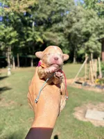 Pumpkin , a female Maltipoo and Poodle - Toy  for sale in Greensboro, NC – 2 of 10