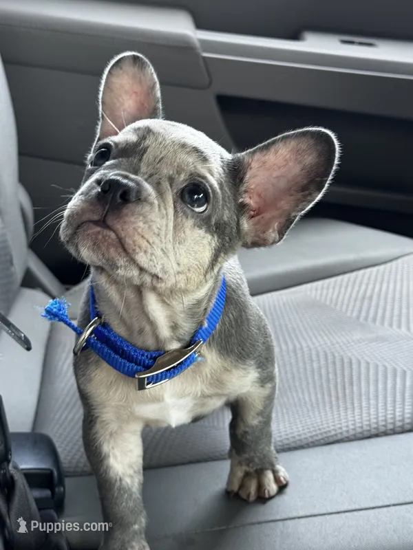 Moe – French Bulldog puppy on hold in Greensboro, NC