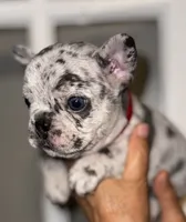 CHIPS, a male French Bulldog for sale in Greensboro, NC – 2 of 8