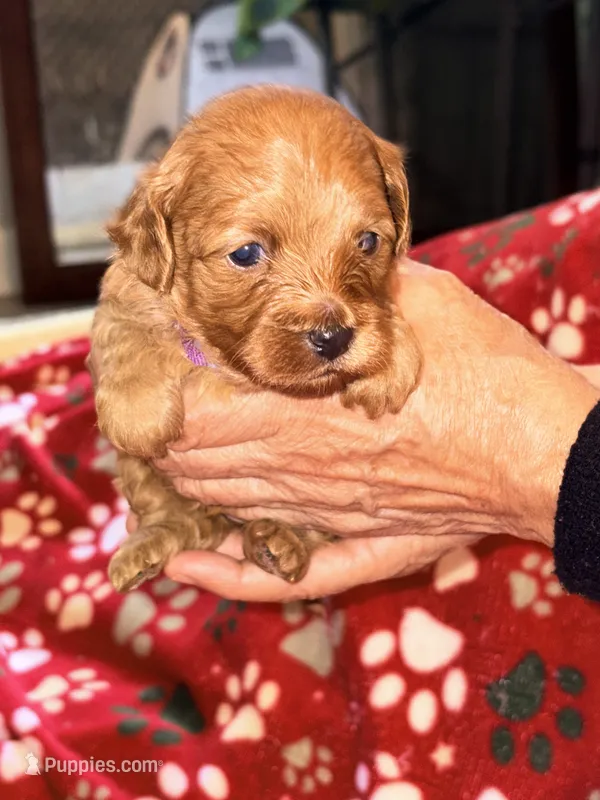 Korean toy Maltipoo - Autumn – Maltipoo, Poodle - Toy  puppy for sale in Greensboro, NC