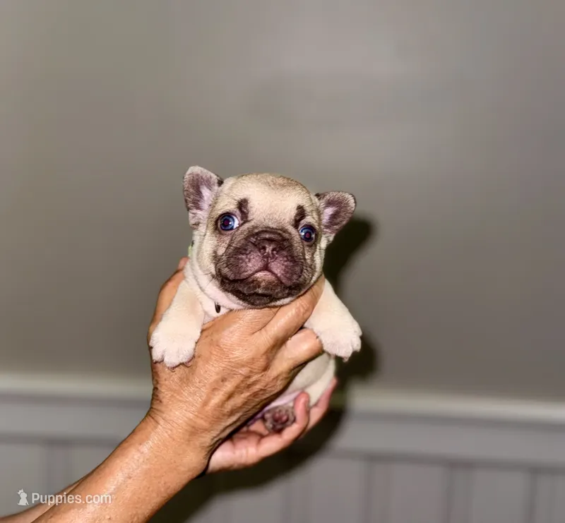 Miso – French Bulldog puppy for sale in Greensboro, NC