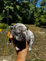 Moe, a male French Bulldog for sale in Greensboro, NC – 7 of 10