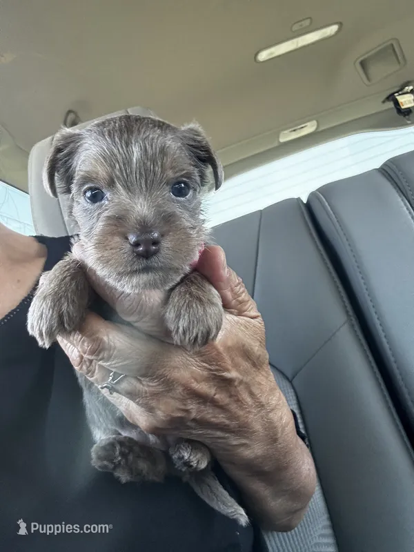 AKC Yorkie, Heidi – Yorkshire Terrier puppy for sale in Greensboro, NC