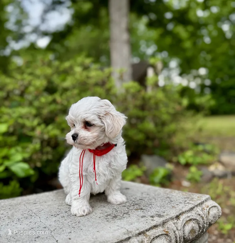 LEO1-Korean Maltipoo boy – Maltipoo, Maltese puppy for sale in Greensboro, NC