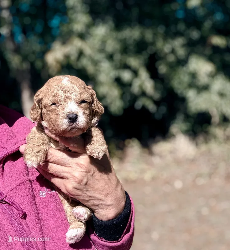Korean Toy Maltipoo - Pumpkin  – Maltipoo, Poodle - Toy  puppy for sale in Greensboro, NC