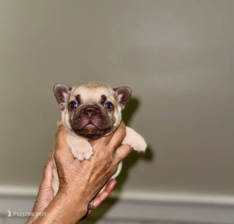 Miso – French Bulldog puppy for sale in Greensboro, NC