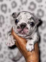 CHIPS, a male French Bulldog for sale in Greensboro, NC – 5 of 8