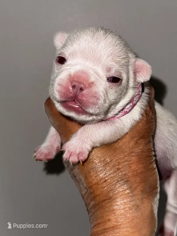 Gail – French Bulldog puppy for sale in Greensboro, NC