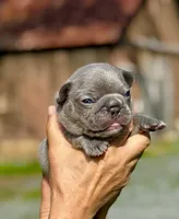 COBY, a male French Bulldog for sale in Greensboro, NC – 2 of 10