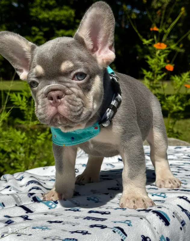 Duke – French Bulldog puppy for sale in Greensboro, NC