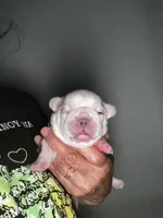 GODO, a male French Bulldog for sale in Greensboro, NC – 4 of 8