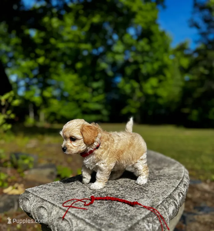 COOKIE-Koreean Maltipoo – Maltipoo, Poodle - Toy  puppy for sale in Greensboro, NC