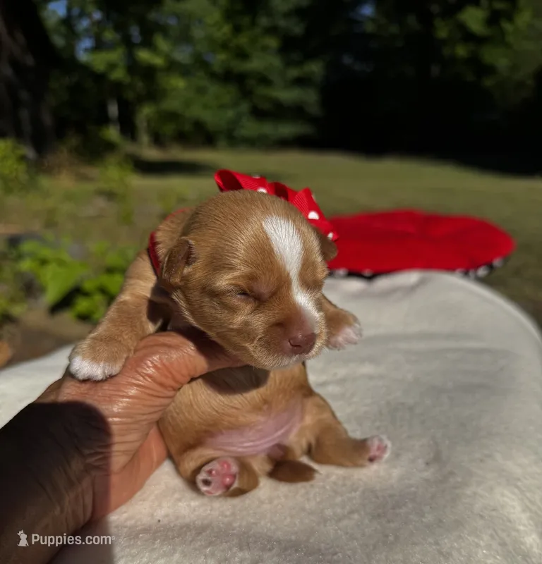AKC Yorkie HONEY – Yorkshire Terrier puppy for sale in Greensboro, NC