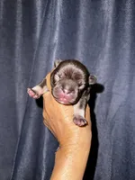 Millie, a female French Bulldog for sale in Greensboro, NC – 5 of 8