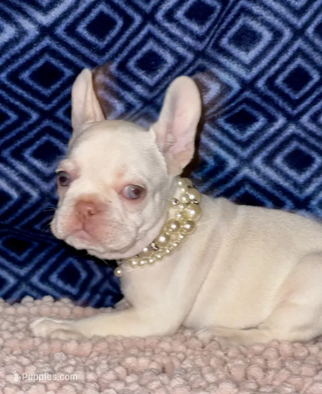 Crystal – French Bulldog puppy for sale in Greensboro, NC