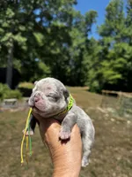 Moe, a male French Bulldog for sale in Greensboro, NC – 2 of 10