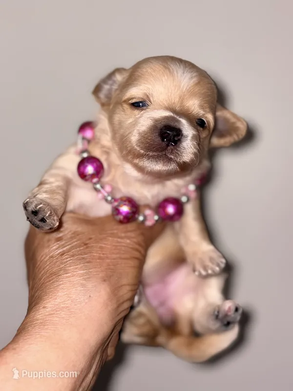 Korean Red toy Maltipoo-Apple – Maltipoo, Poodle - Toy  puppy for sale in Greensboro, NC