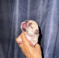 Milky, a male French Bulldog for sale in Greensboro, NC – 3 of 7