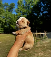 AKC Yorkie--Hero, a male Yorkshire Terrier for sale in Greensboro, NC – 8 of 8